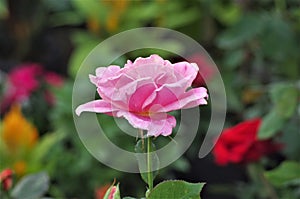 Pink exotic rose flower closeup on a Honduras national park La Ceiba Cuero y salado photo