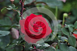 Red exotic rose flower closeup on a Honduras national park La Ceiba Cuero y salado photo