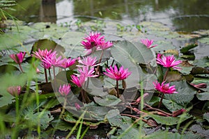 Pink exotic waterlilies blooming in pond