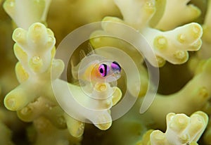 Pink eye goby