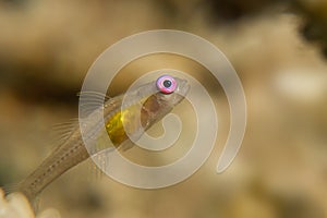 Pink eye Goby