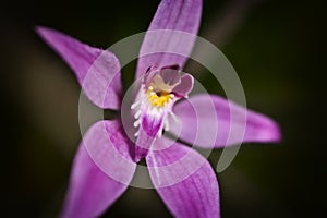 Pink Fairy Orchid photo