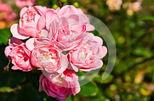 Pink the fairy roses in macro closeup, a beautiful garden rose