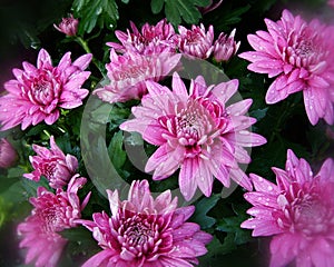 Pink Fall Flowers (1) photo