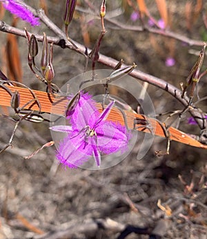 Pink Fancy Fringe Lily Thysanotus multiflorus