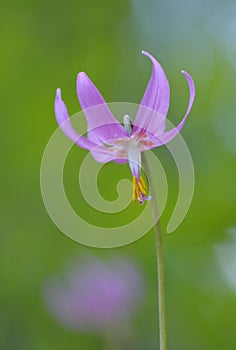 Pink fawn lily Erythronium revolutum, Cowichan Valley, Vancouver Island, British Columbia