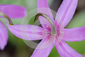 Pink fawn lily Erythronium revolutum, Cowichan Valley, Vancouver Island, British Columbia