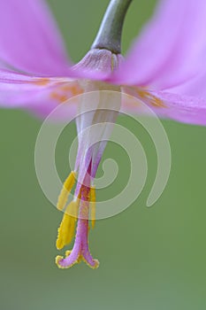 Pink fawn lily Erythronium revolutum, Cowichan Valley, Vancouver Island, British Columbia