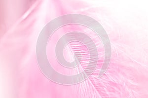 Pink feather