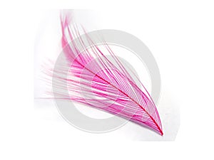 Pink feather