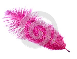 Pink feather