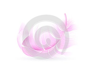 Pink feather. Exotic bird, flamingo or parrot realistic flying fluff, bird soft bright falling twirled plumage, decor