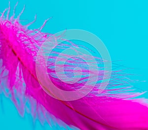 Pink feather isolated on blue background