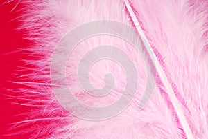 Pink feather plumage texture