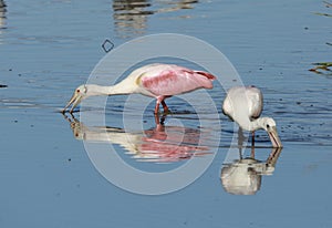 Pink feather Roseate Spoonbill bird Bonita Springs Florida  white wood Stork bird