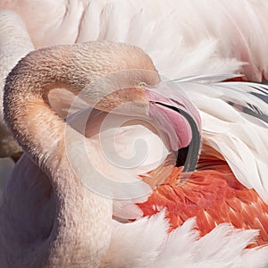 A pink feathered beauty