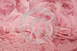 Pink feathers on crushed velvet