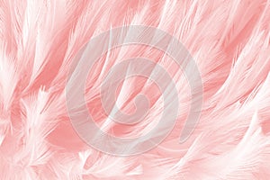 Pink feathers line texture background