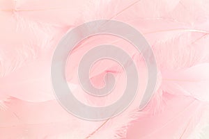 Pink feathers textured background. Feather background. Flat lay, top view