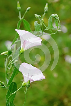 Pink field bindweed photo