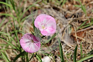 Pink Field Bindweed