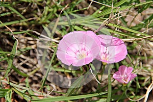 Pink Field Bindweed