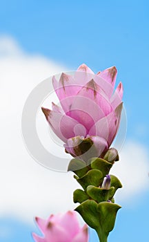 Pink field of Siam tulip blue sky.