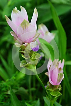 Pink field of Siam tulip in the garden