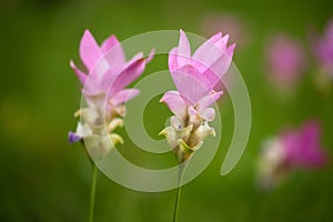 Pink field of Siam tulip in Thailand.