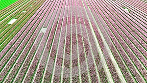 Pink fields in spring in the Netherlands drone video