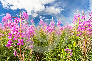 Pink fireweed (blooming sally) flowers in field and deep blue sky