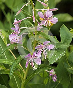 Pink Fireweed Flowers Chamaenerion Angustifolium