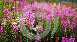 Pink fireweed growing along the Dempster Highway in the Yukon