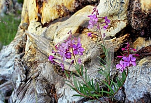 Pink Fireweed, Tuolumne Meadows, Yosemite National Park