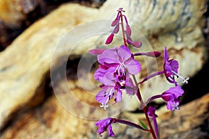 Pink Fireweed, Tuolumne Meadows, Yosemite National Park