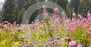 Pink Fireweed Wildflowers In Rocks In Colorado Wide View