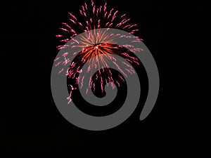 Pink fireworks with yellow center against black sky