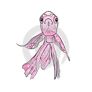 pink fish from home aquarium. vector