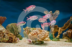 Pink fishes in aquarium photo