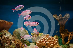 Pink fishes in aquarium