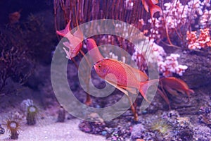 Pink Fishes and Corals inside a Big Blue Aquarium Tank