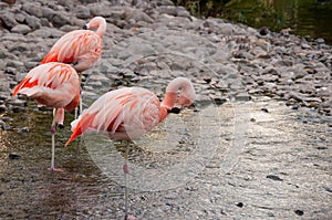 Pink Flamencos in Bahrain Island