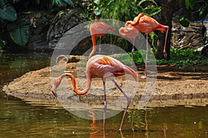Pink Flamencos at the zoo, Cali, Colombia photo