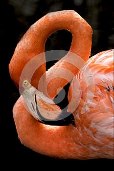 Pink flamengo republica dominicana photo