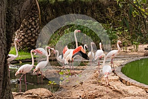 The pink flamengo in Zoo photo