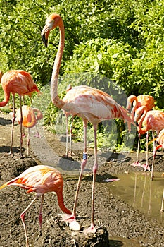 Pink flamengos photo