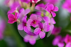 Pink flaming Katy Kalanchoe blossfeldiana