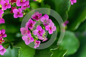 Pink flaming Katy Kalanchoe blossfeldiana