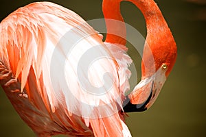 Pink Flamingo