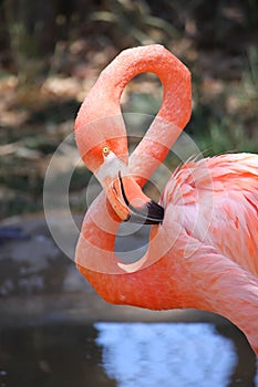 Pink Flamingo